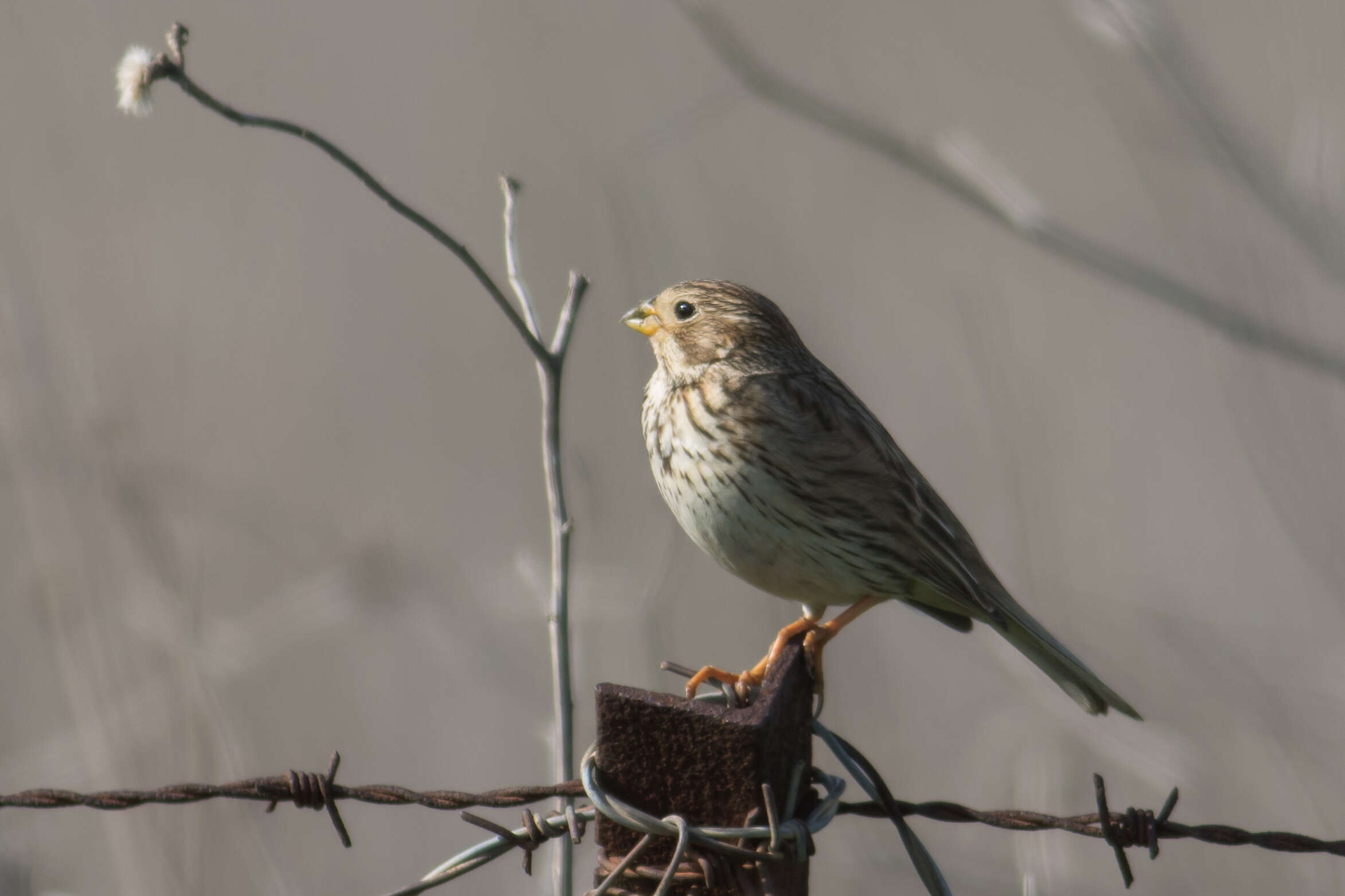 Image of Corn Bunting