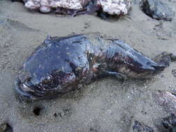 Image of Monkfish