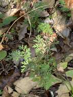 Image of cutleaf meadowparsnip