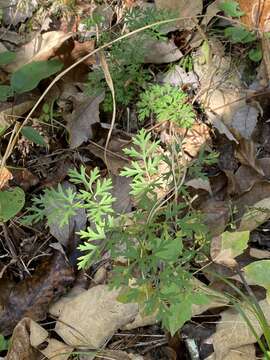 Image of cutleaf meadowparsnip