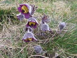 Image of Small Pasque Flower