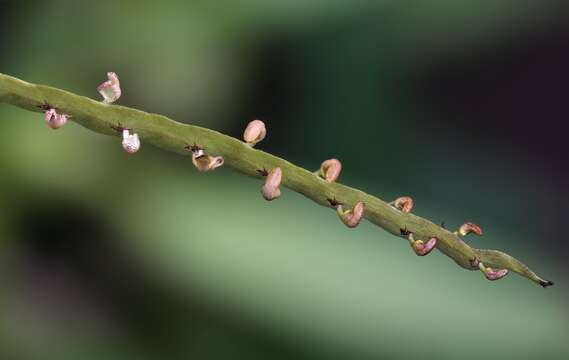 Image de Bulbophyllum falcatum (Lindl.) Rchb. fil.