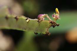 Image of Bulbophyllum falcatum (Lindl.) Rchb. fil.