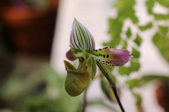 Слика од Paphiopedilum acmodontum M. W. Wood