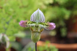 Слика од Paphiopedilum acmodontum M. W. Wood