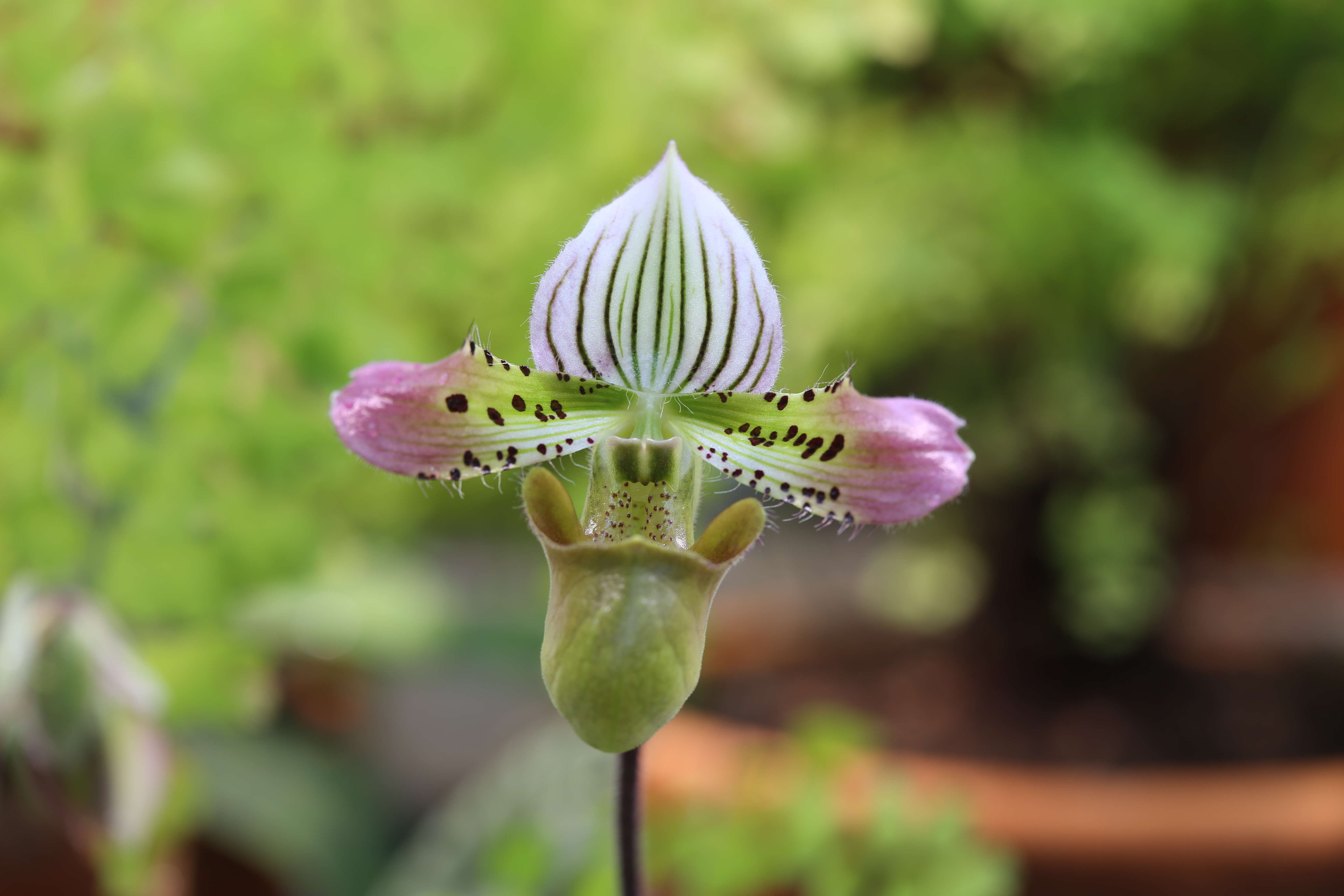 Sivun Paphiopedilum acmodontum M. W. Wood kuva