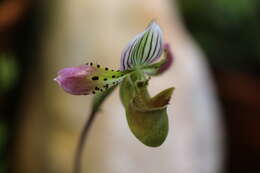 Sivun Paphiopedilum acmodontum M. W. Wood kuva