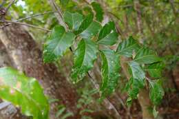 Image of Lepidocupania glomeriflora (Radlk.) Buerki, Callm., Munzinger & Lowry