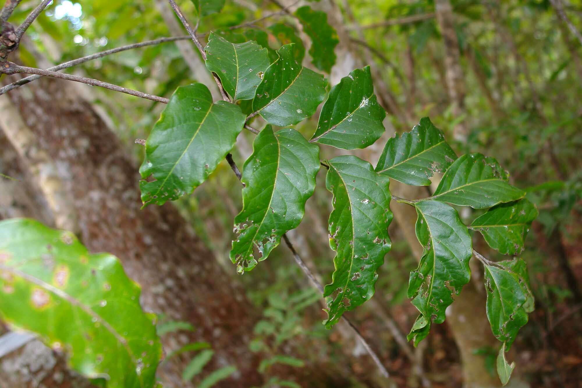 Imagem de Lepidocupania glomeriflora (Radlk.) Buerki, Callm., Munzinger & Lowry