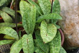 Слика од Paphiopedilum acmodontum M. W. Wood