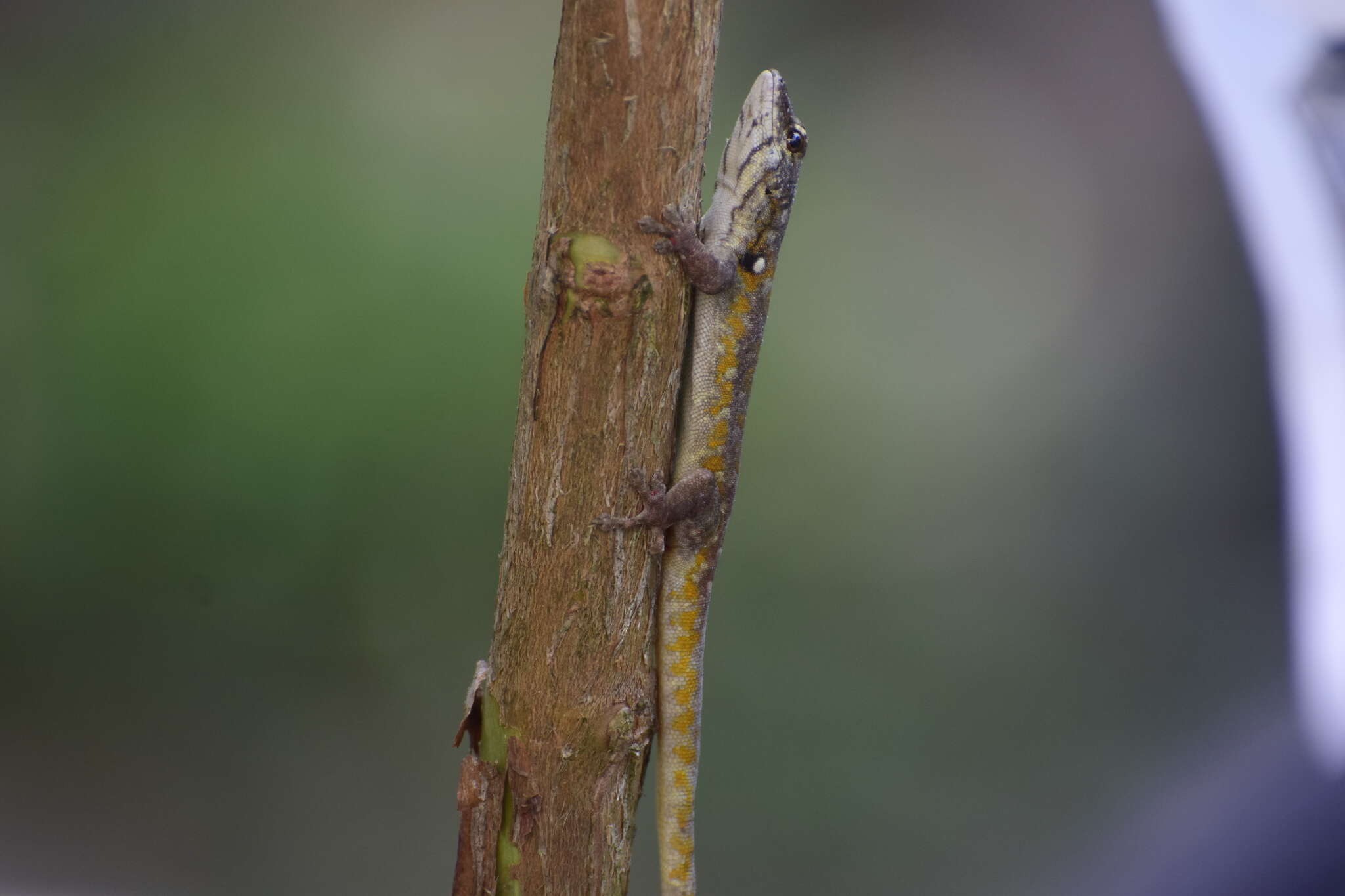 صورة Lygodactylus rex Broadley 1963