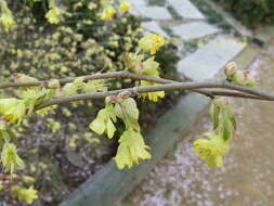 Image of Buttercup winter-hazel