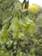 Image of Buttercup winter-hazel