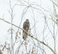 Image of Saker Falcon