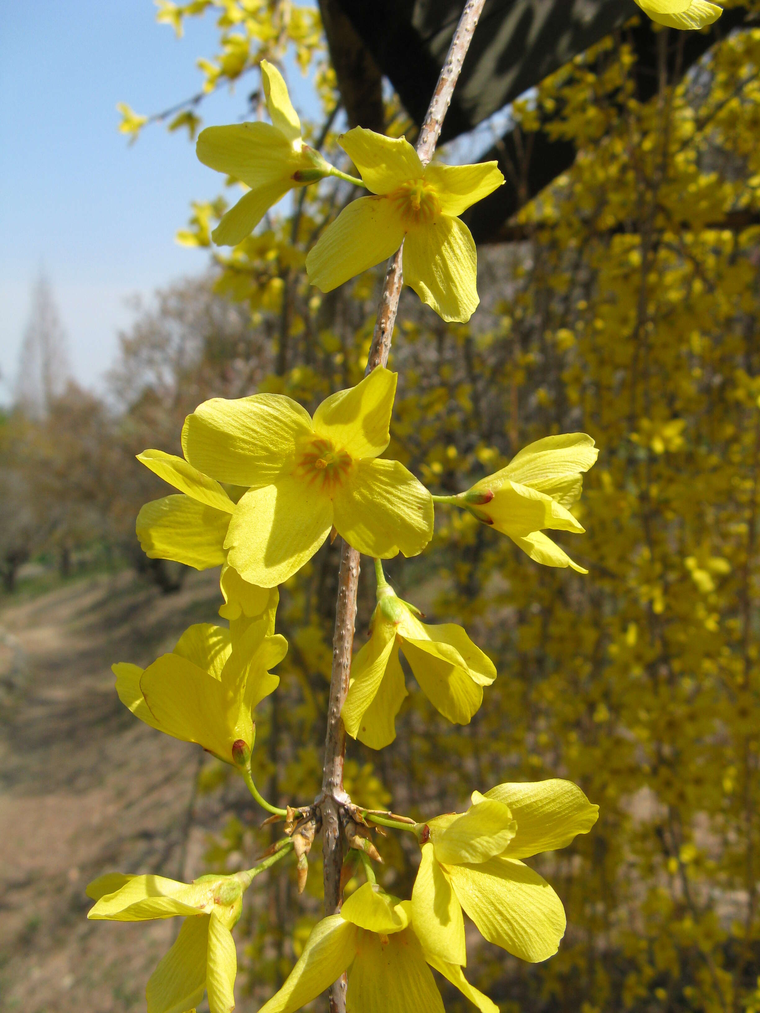 Image of weeping forsythia