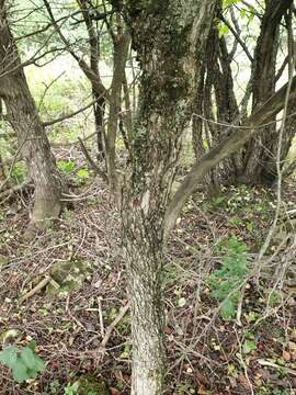 Crataegus coccinioides Ashe resmi