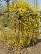 Image of weeping forsythia