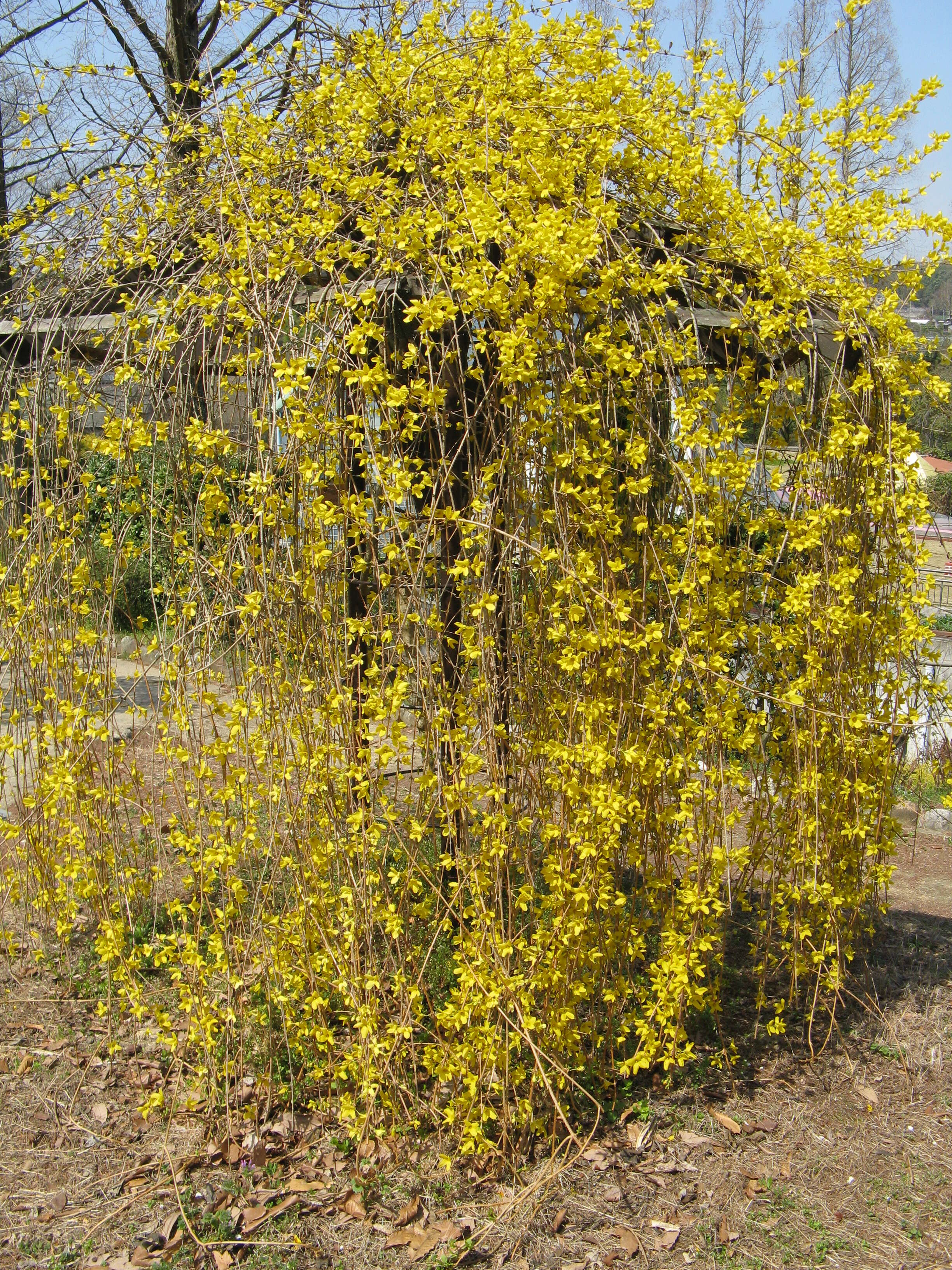 Image of weeping forsythia