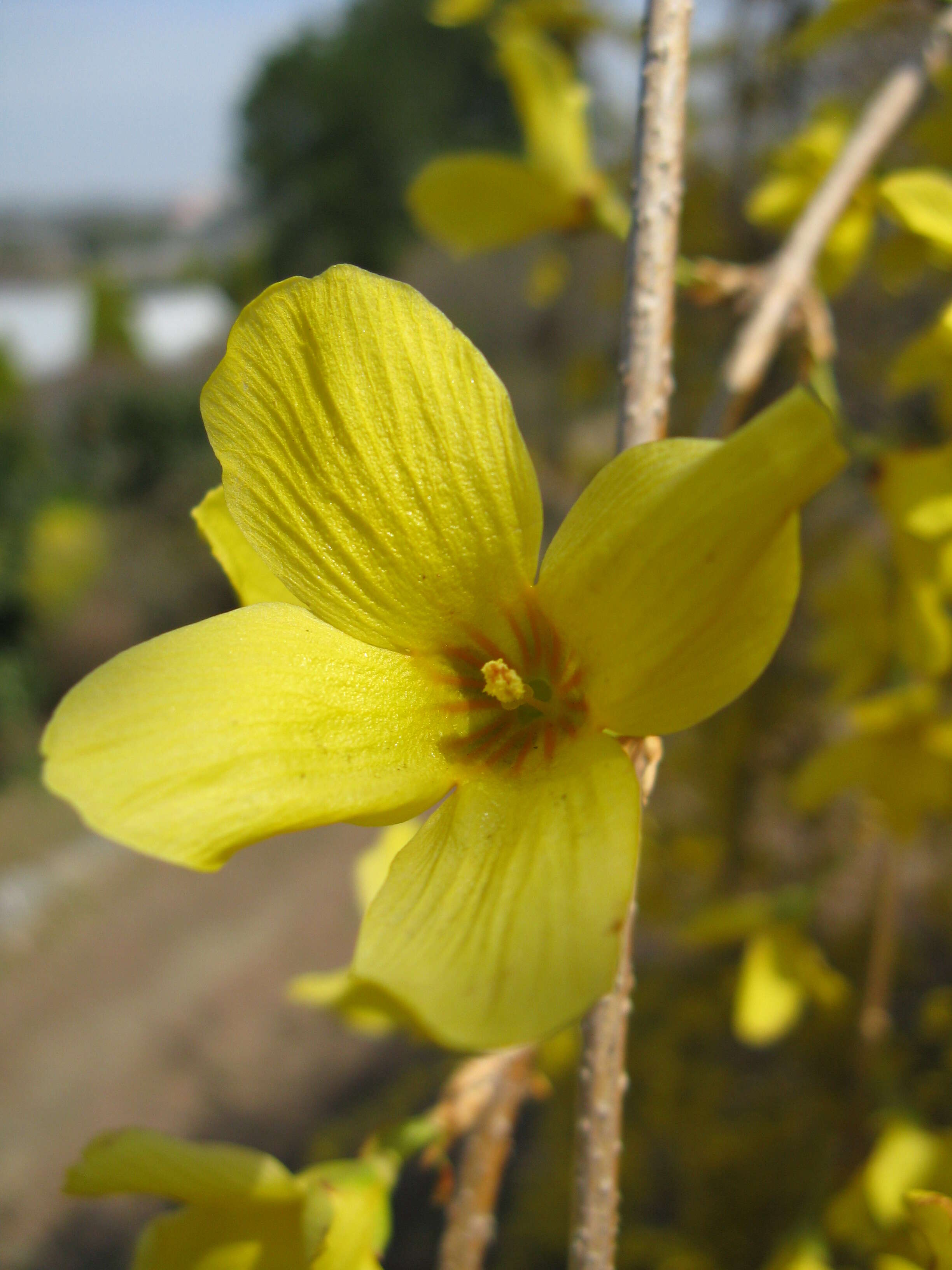 Image of weeping forsythia