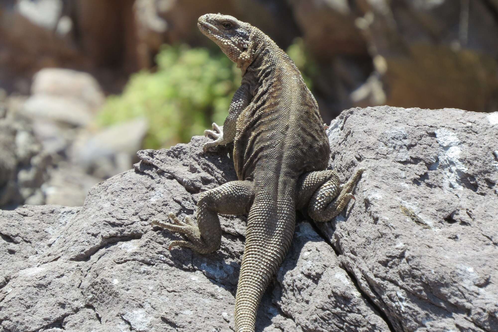 Image of Monserrat Chuckwalla