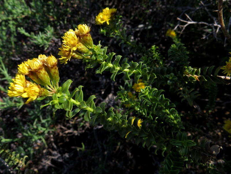 Plancia ëd Oedera squarrosa (L.) A. A. Anderberg & K. Bremer