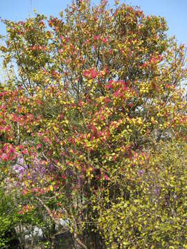 صورة Loropetalum chinense (R. Br.) Oliv.