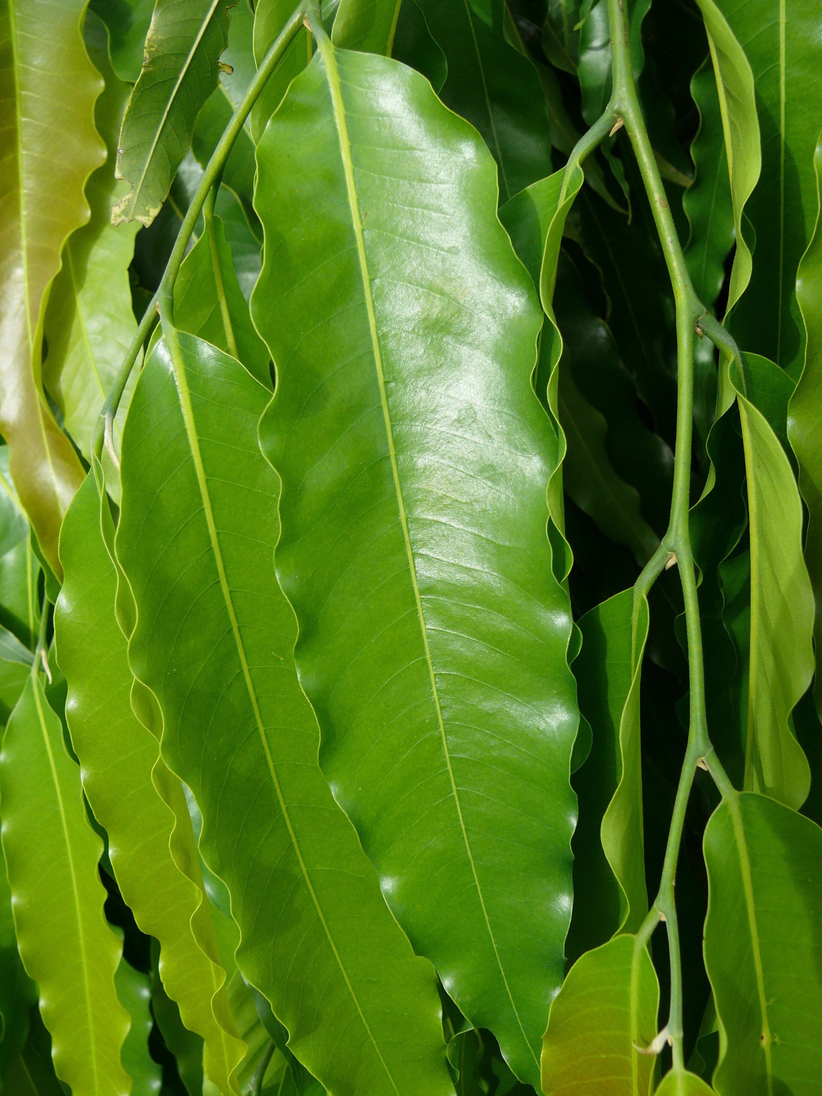 Image of Polyalthia longifolia (Sonn.) Thwaites