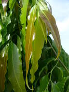 Image of Polyalthia longifolia (Sonn.) Thwaites