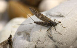 Image of March brown mayfly