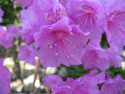 Image of rhododendron