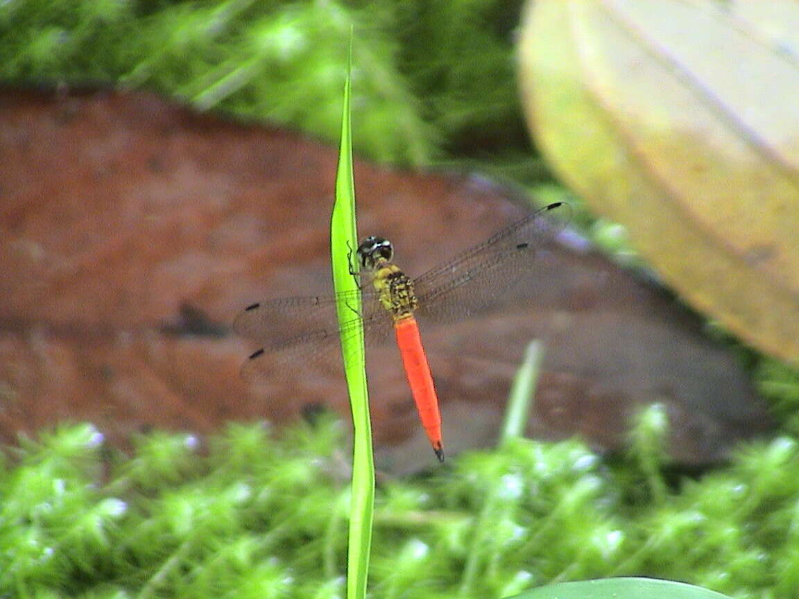 Image of Orchithemis pulcherrima Brauer 1878