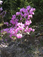 Image of rhododendron