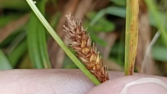 Image of Carex punctata var. laevicaulis (Hochst. ex Seub.) Boott