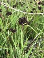 Слика од Juncus falcatus subsp. falcatus