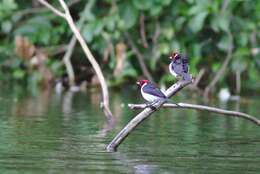 Image of Red-capped Cardinal