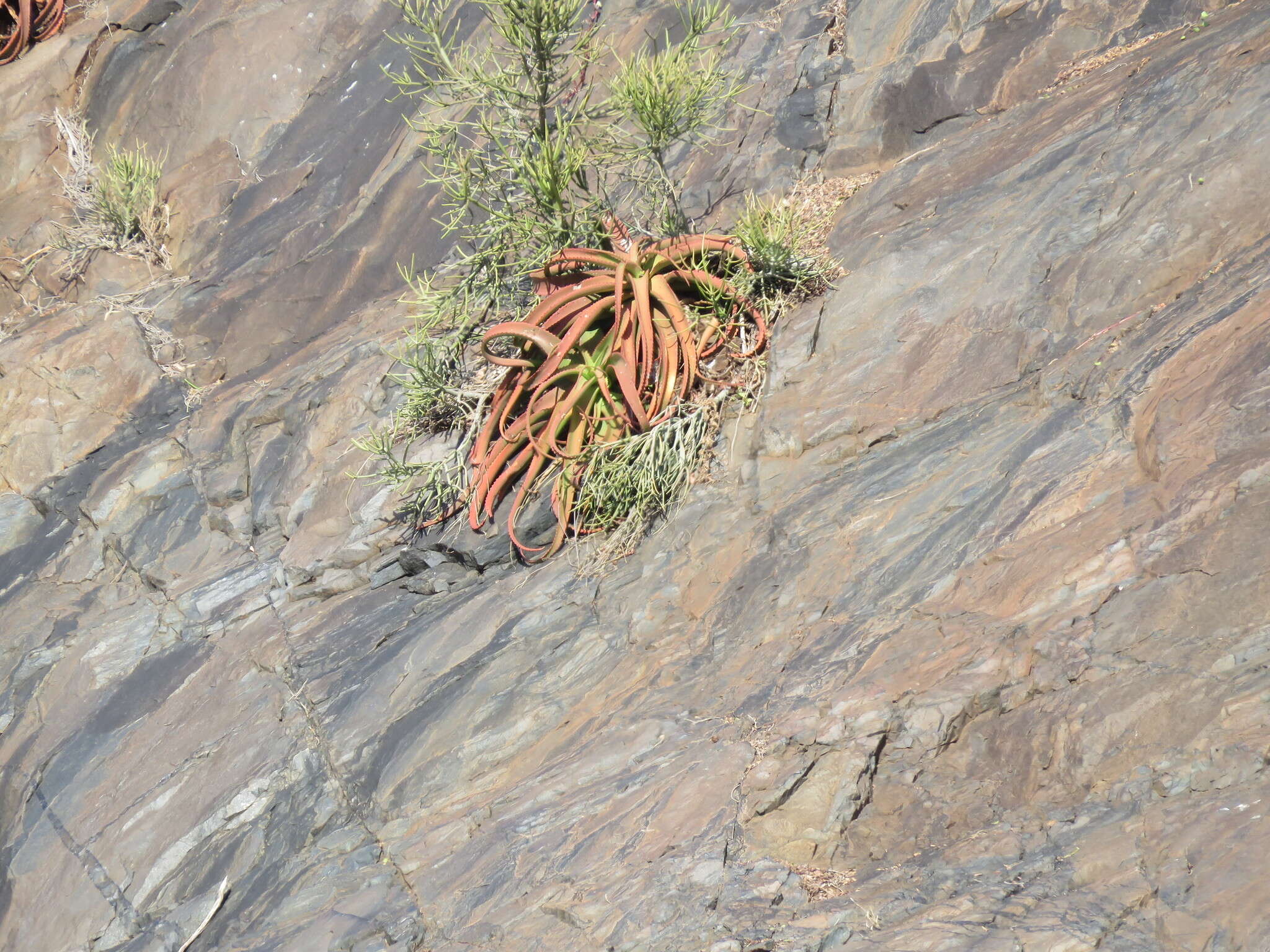 Image of crawling octopus