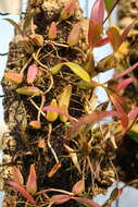 Image of Bulbophyllum falcatum (Lindl.) Rchb. fil.