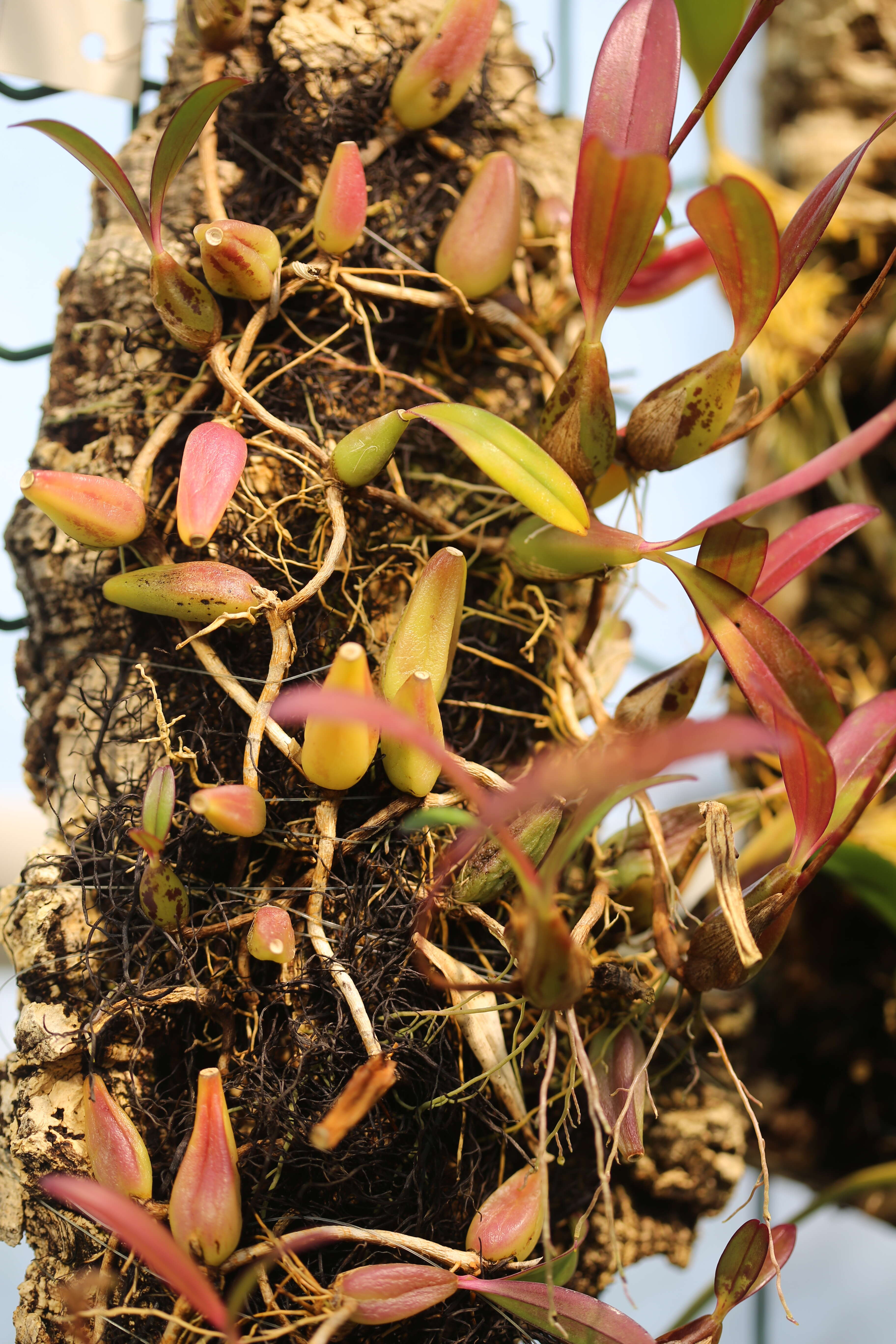 Image de Bulbophyllum falcatum (Lindl.) Rchb. fil.