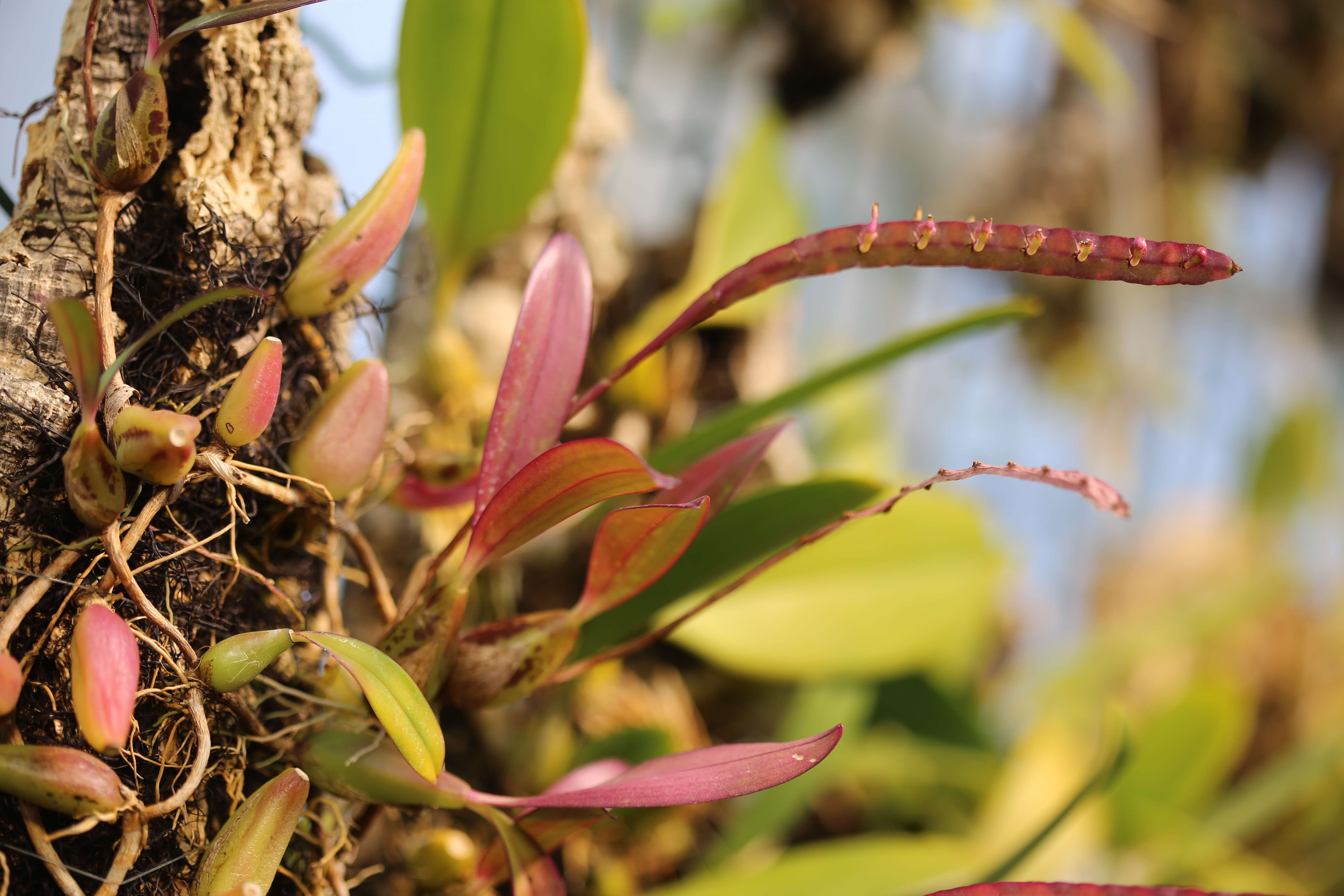 Image de Bulbophyllum falcatum (Lindl.) Rchb. fil.
