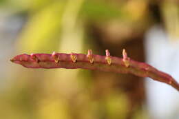 Image de Bulbophyllum falcatum (Lindl.) Rchb. fil.