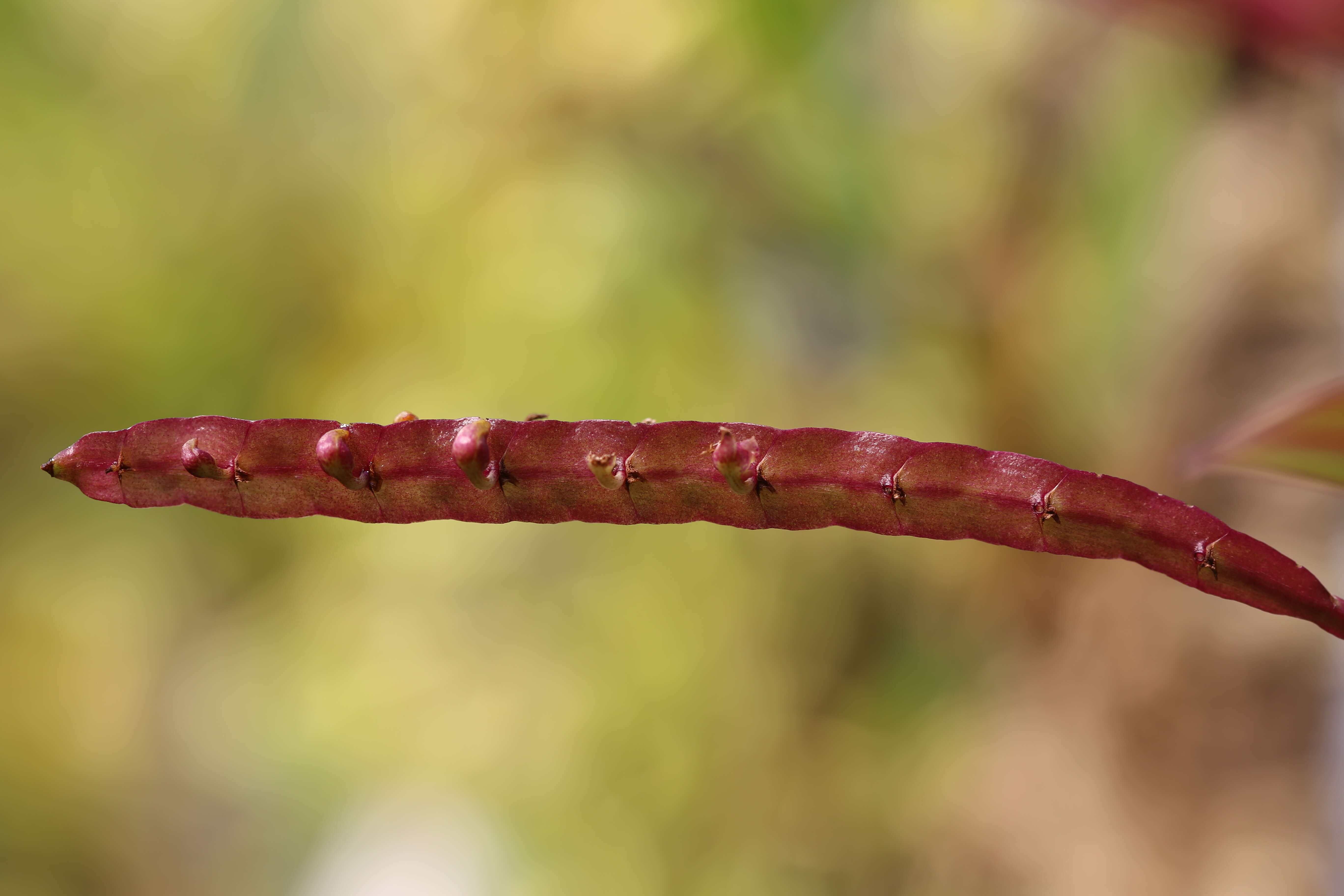 Image of Bulbophyllum falcatum (Lindl.) Rchb. fil.