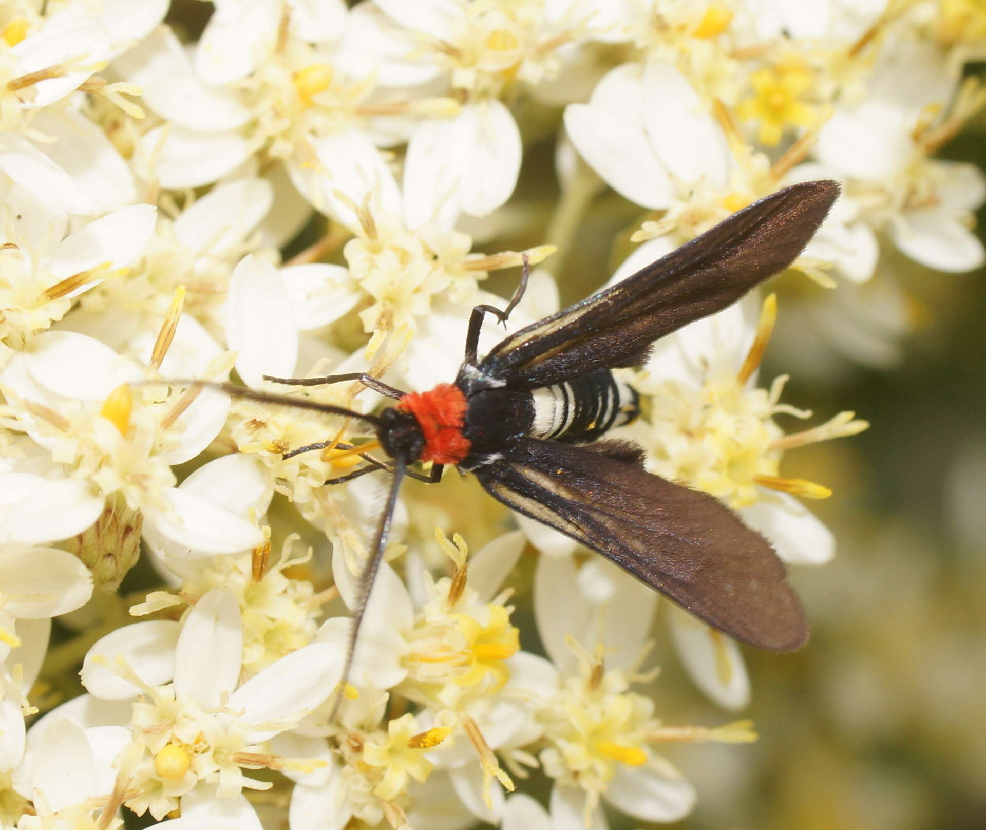 صورة Hestiochora tricolor Walker 1854