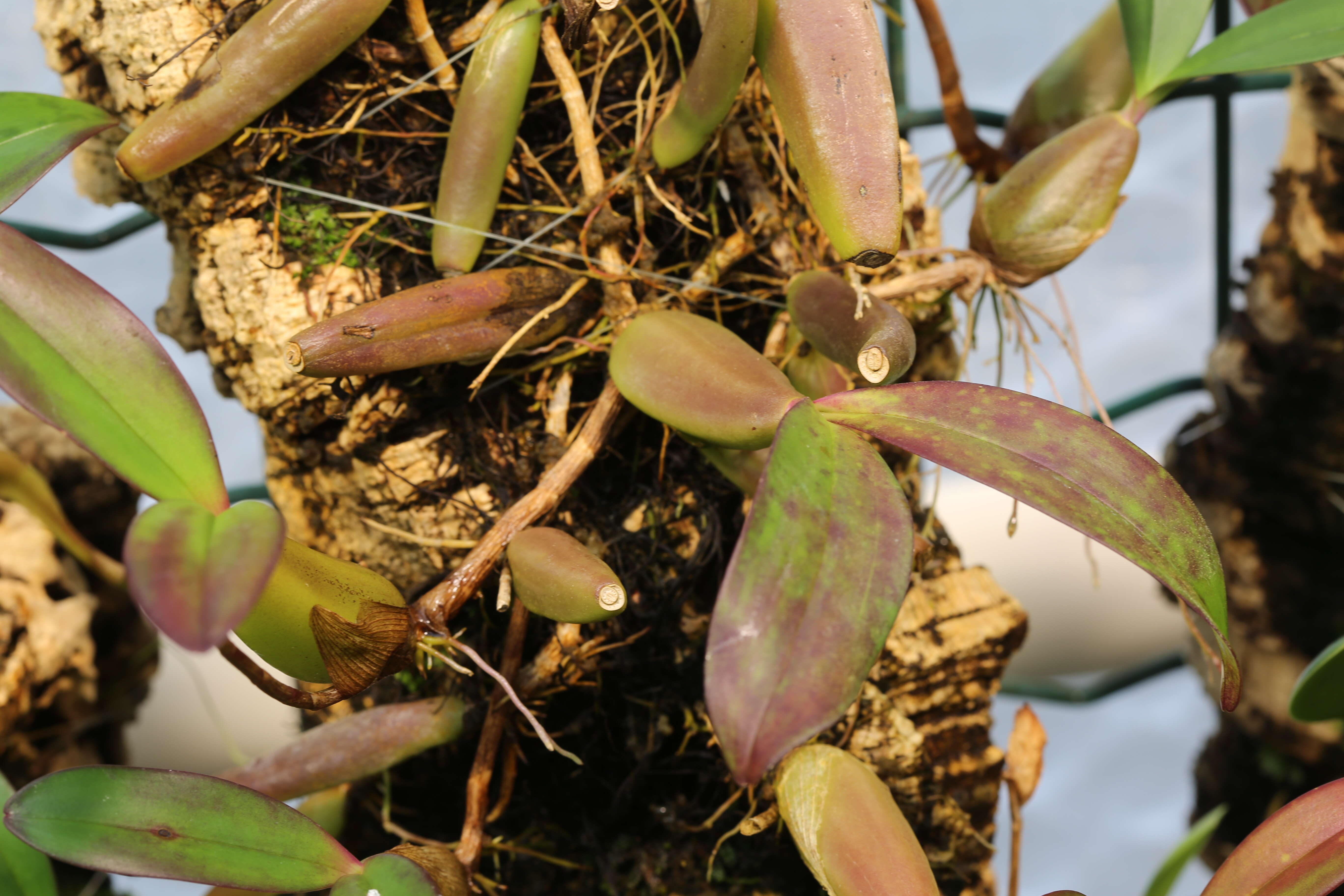 Image de Bulbophyllum falcatum (Lindl.) Rchb. fil.