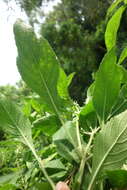 Image of African basil