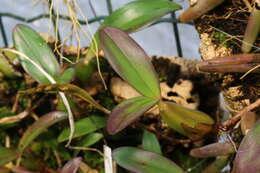 Image of Bulbophyllum falcatum (Lindl.) Rchb. fil.