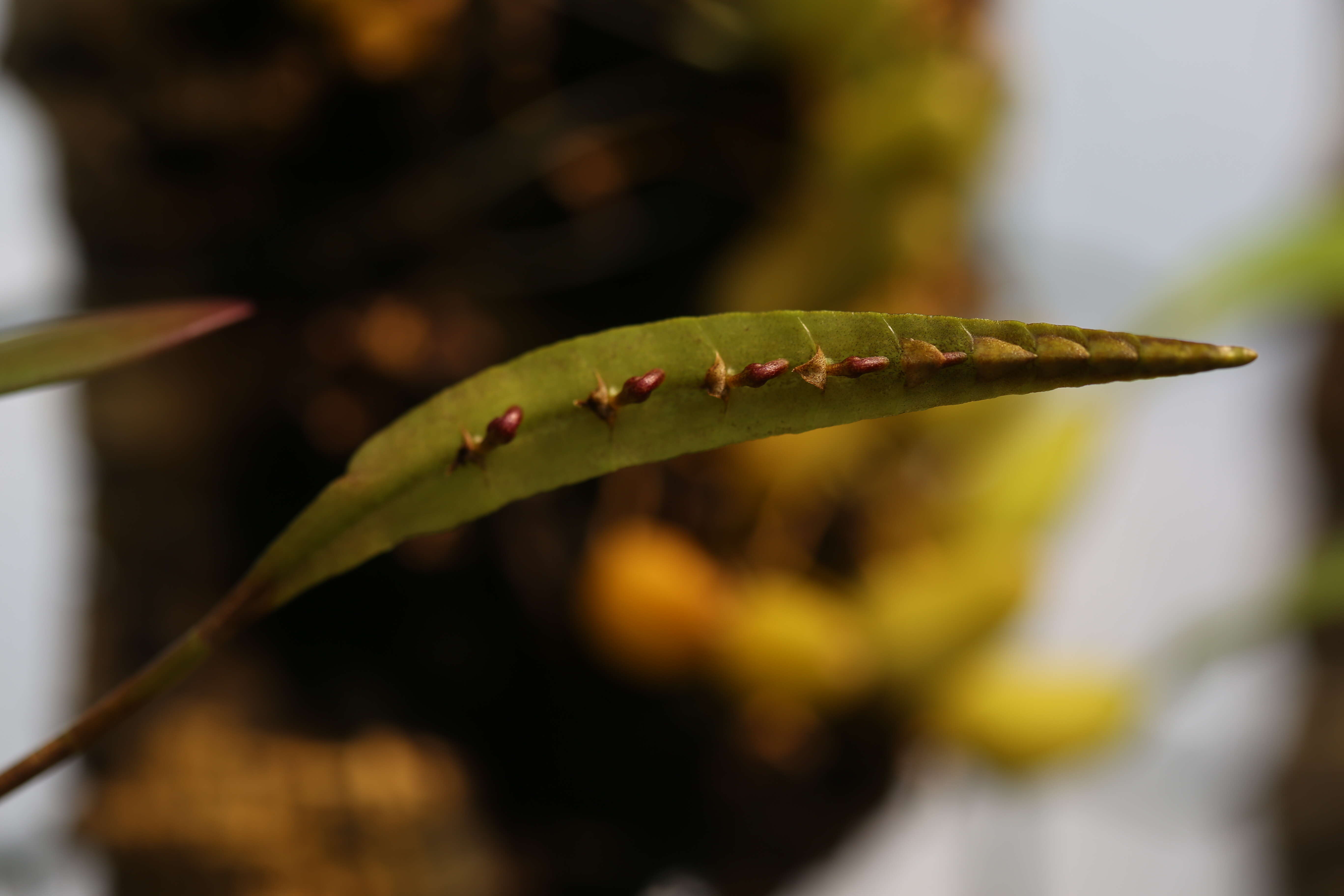 Image de Bulbophyllum falcatum (Lindl.) Rchb. fil.