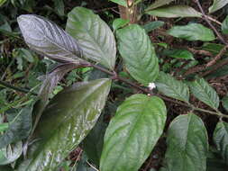 Lasianthus fordii Hance resmi