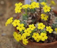 Image of Dionysia