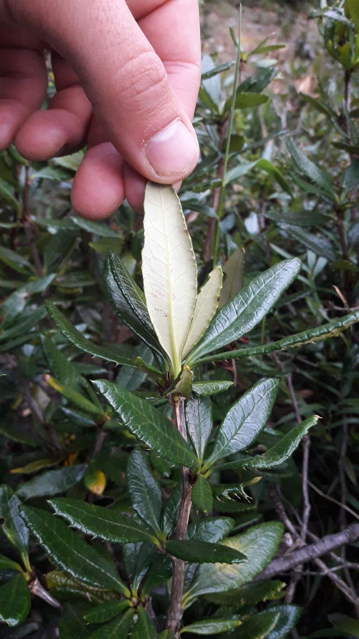 Image of Berberis pseudoilicifolia Skottsb.