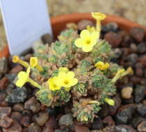 Image of Dionysia